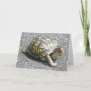 Search for box turtle cards Animals