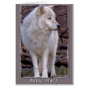 Recherche de loup arctique Chien
