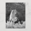 Search for alba postcards Great egret