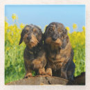 Search for dachshund coasters Animal
