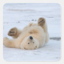 Search for polar bear cub stickers Wildlife