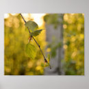 Search for birch leaf posters Green