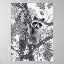 Search for raccoon posters Pencil