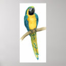Search for macaws posters Bird