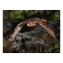 Recherche de rousse posters Oiseau