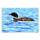 Search for loon posters Blue