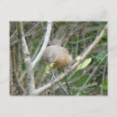 Search for nestled postcards Bird