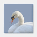 Search for cygnus magnets Swan