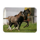 Recherche de poulain magnets Plomb langrish