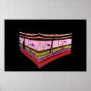 Search for human skin posters Digitally generated image