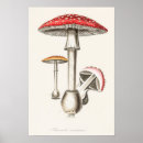 Search for botanica art Vintage