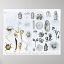 Search for zoology posters Sea