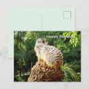 Recherche de suricate vœux cartes Animal