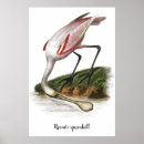 Search for roseate spoonbill posters Bird