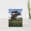 Search for big tree cards California