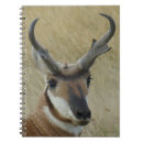 Search for antelope notebooks Pronghorn