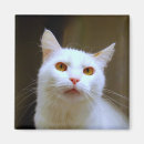 Recherche de turc magnets Chat
