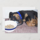 Search for rottweilers photography Puppy