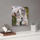 Recherche de chien de berger australien art Chiot