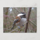 Search for chickadees postcards Branch