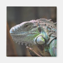 Recherche de iguane magnets Lézard