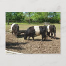 Recherche de belgie cartes postales Vaches