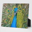 Recherche de plumes plaques Coloré