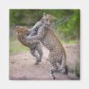 Search for confrontational magnets Aggression