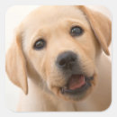 Search for labrador puppies stickers Yellow labrador retriever