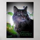 Search for sleeping cat posters Night