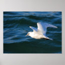 Recherche de mouettes posters L'eau