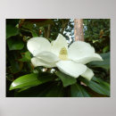 Recherche de magnolia posters Fleur