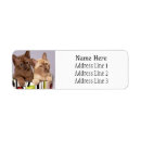 Search for crazy cat lady return address labels Feline