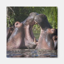 Search for ralph magnets Fauna