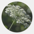 Recherche de fleur sauvage blanc autocollants Floral