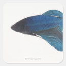 Search for betta stickers Blue