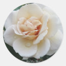 Search for rosa stickers Rose