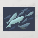 Search for whale postcards Beluga