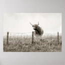 Recherche de vache écossaise posters Bétail