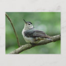 Search for white breasted nuthatch postcards Wildlife