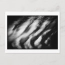 Search for black vulture postcards Black and white