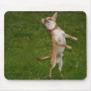 Recherche de chiwawa drôle tapis souris Chiot