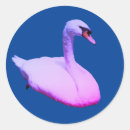 Recherche de cygnes autocollants Photographie