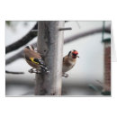 Recherche de chardonnerets cartes postales Pinson