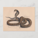 Recherche de zoologique cartes postales Vintage
