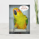Search for conure postcards Beak