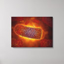 Recherche de micro organismes Virologie