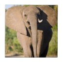 Search for african elephant tiles Colour image