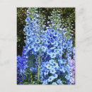 Recherche de delphinium cartes postales Jardin