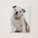 Search for english bulldog puzzles Animal